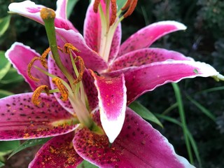 pink lily in the garden