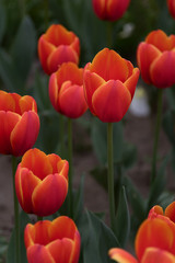 red tulips in the garden