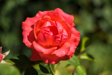 rose