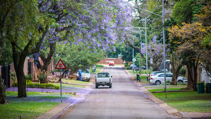 Jacaranda Trees on a street, Pretoria, South Africa