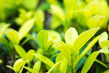 Nature fresh green leaf plant in outdoor park. Garden natural foliage botany texture closeup background. Ecology and environment concept.