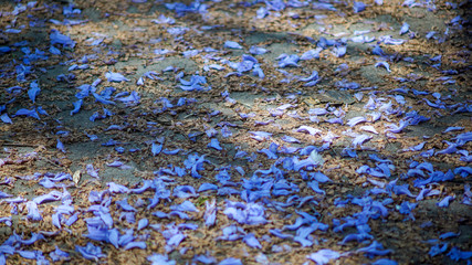 Fallen Jacaranda blossom on a road