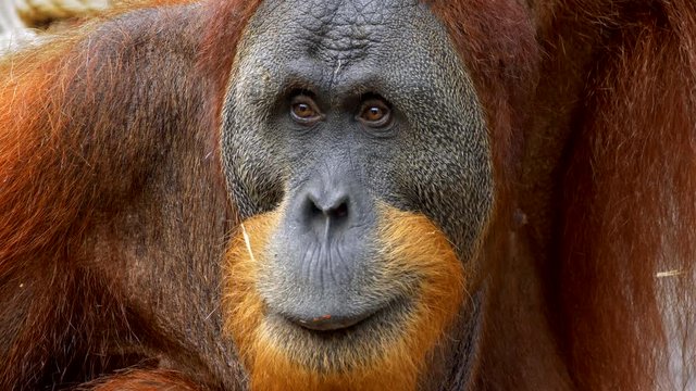 Sumatran orangutan portrait