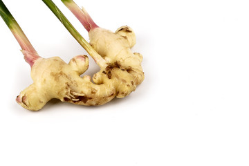 Fresh ginger root or rhizome isolated on white background, Ingredients of herbs for healing and healthy food or Natural therapy concept