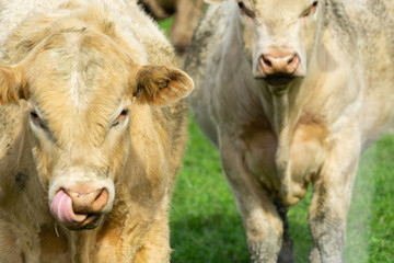 Cattle in field in rural New Zealand