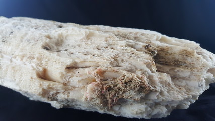  Sea ​​Coral