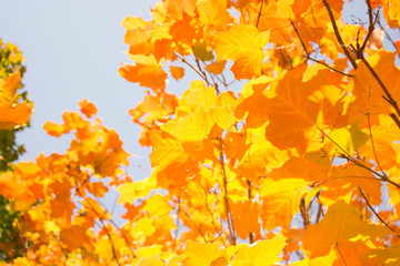 autumn leaves background