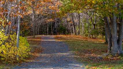 autumn in the park