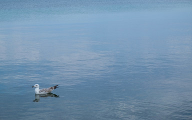 seagull floating in the sea