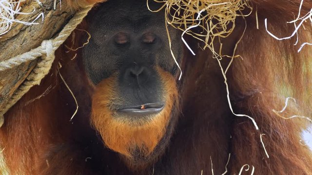 Sumatran orangutan (Pongo abelii) portrait