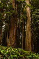 Redwoods