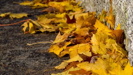 autumn leaves on ground