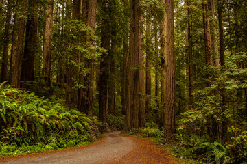Redwoods