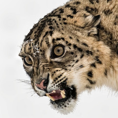 Portrait of Snarling Snow Leopard on Isolated White Background