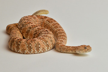 Speckled Ratllesnake on isolated White Background 3