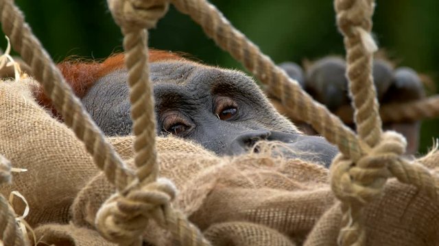 Sumatran orangutan (Pongo abelii) in net swing