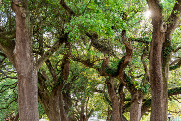 Closeup pattern of oak trees looking up with sun, sunburst in New Orleans, Louisiana, USA famous town city, Washington Square park, large branches
