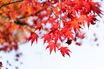 紅葉