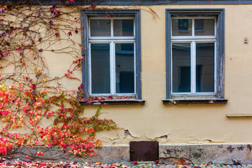 Fototapeta na wymiar decayed old residential house with autumnal vine tendrils