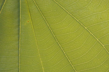 Close-up macro showing the intricate details of the veins and lines on native Australian Autumnal leaves