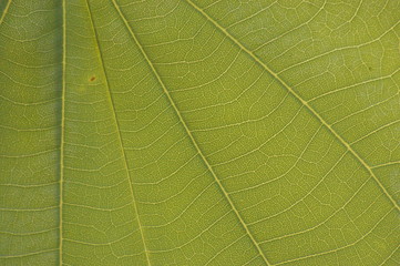 Close-up macro showing the intricate details of the veins and lines on native Australian Autumnal leaves