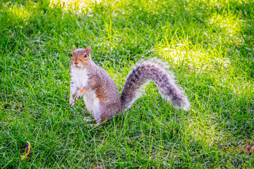 A Fox Squirrel in Albany, New York