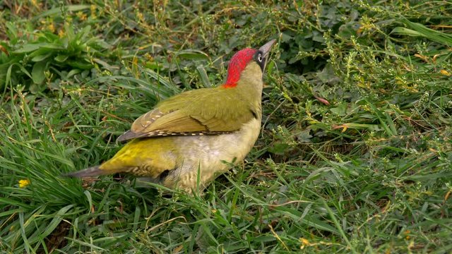 European green woodpecker (Picus viridis) defecating