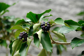 木の実　カクレミノの実