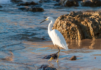 snowy egret on a rocky beach in the late afternoon sun