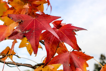 Red and orange maple leaves in autumn on sky background