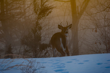 White tailed deer in woods on freezing winter morning with snow and fog as sun just starts to appear 