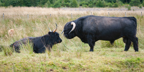 A longhorn bull and cow in field of long grass on wet day in Scotland