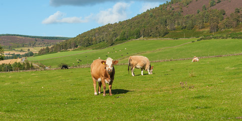 Panorama of Simmental cows on organic pasture in Aberdeenshire, Scotland, UK