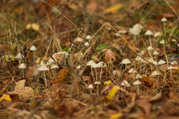 Selective focus of mushrooms close-up.
