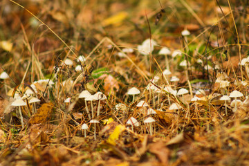 Selective focus of mushrooms close-up.