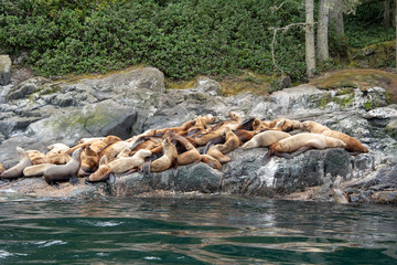 Sea Lions