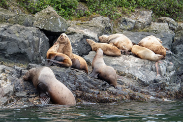 Sea Lions