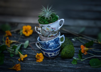 Colorful tea cups and small air plant closeup