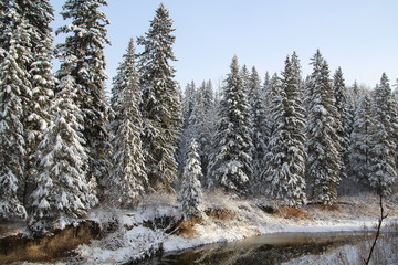 First Snow On The Forest, Whitemud Park, Edmonton, Alberta