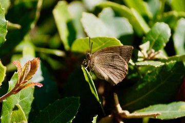 butterfly on leaf