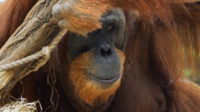 Sumatran orangutan (Pongo abelii) portrait