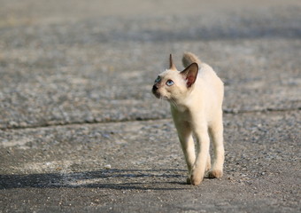 The kitten are walking on the road, staring.