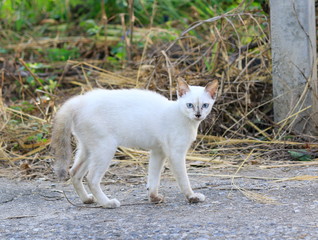 Obraz premium The kitten are walking on the road, staring.