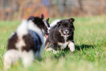 Naklejka premium cute Elo puppies are playing on the meadow