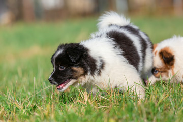 two Elo puppies are playing on the meadow