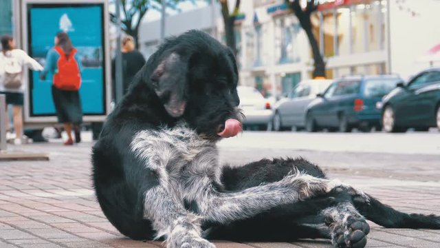 Homeless Shaggy Dog lies on a City Street against the Background of Passing Cars and People. An abandoned curly dog sits on the street outdoor.