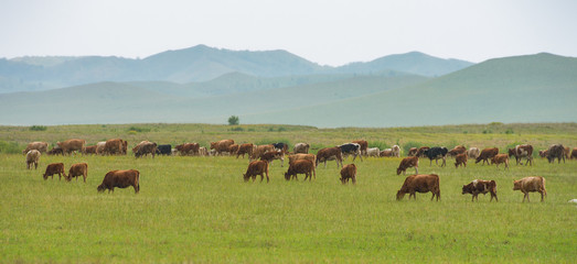 Fototapeta na wymiar Bashang grassland
