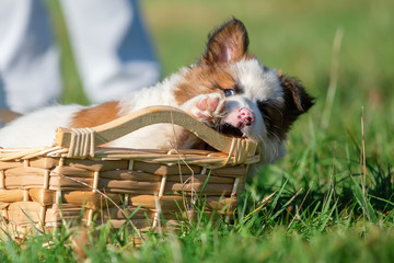 Elo puppy gnaws at a basket