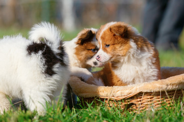 Elo puppies are playing in and around a basket