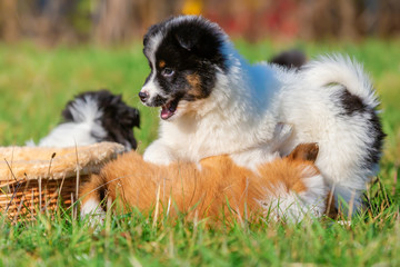 Naklejka premium cute Elo puppies are playing on the meadow